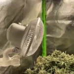 Should you put a fan on seedlings?