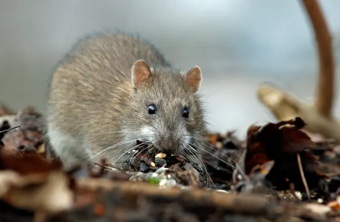 The Mice is Eating Mulch The Mice is Eating Mulch