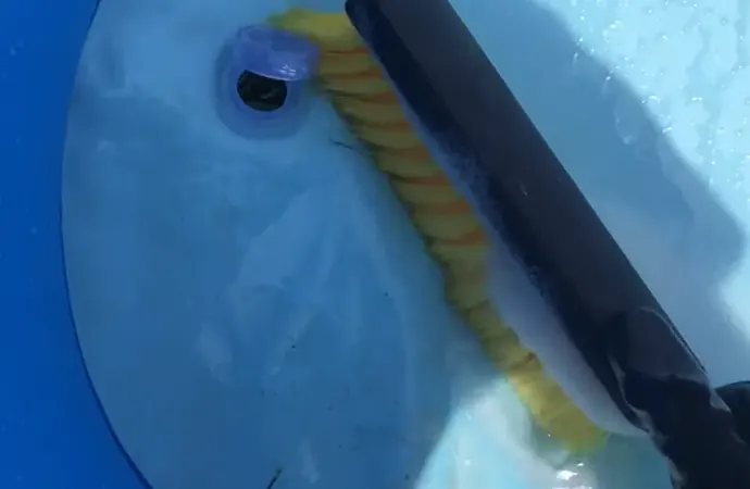 Drain the bleach water mixture and any debris into an appropriate drain Drain the bleach water mixture and any debris into an appropriate drain